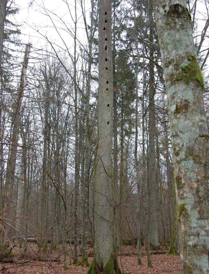 fot&#x2e;&#x20;B&#x2e;&#x20;Dawidziuk&#x2c;&#x20;Nadleśnictwo&#x20;Browsk&#x20;w&#x20;Gruszkach