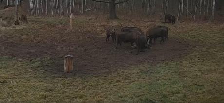 Nadleśnictwo Browsk domem dla żubrów