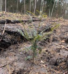 LEŚNICY PRZYWRACAJĄ CHRONIONY GATUNEK